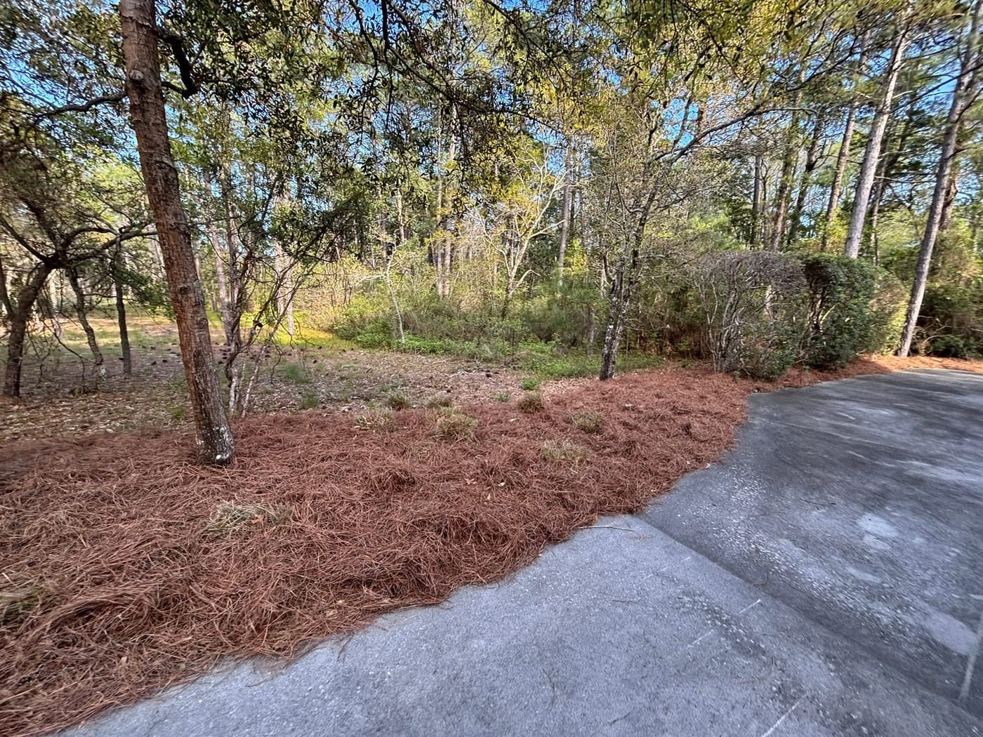 Fresh pine straw beds installed along a driveway